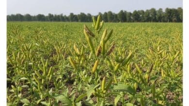 Sesame Seeds (Til) plant