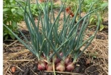 How to Grow Shallot