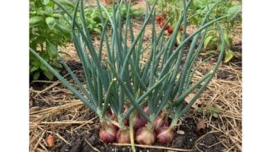 How to Grow Shallot