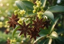 How to Grow Star Anise