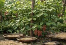 How to Grow White Pepper