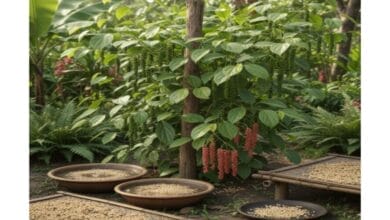 How to Grow White Pepper