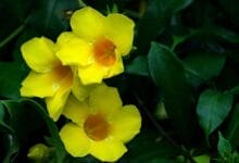 How to Grow Allamanda
