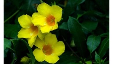 How to Grow Allamanda
