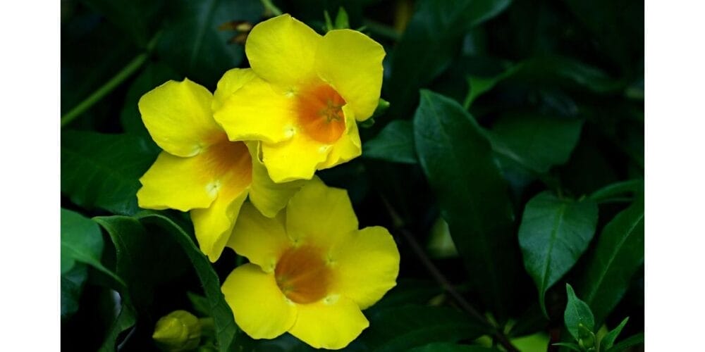 How to Grow Allamanda