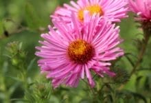 How to Grow Aster