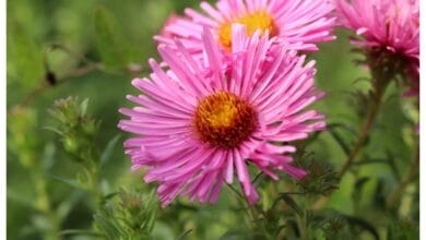 How to Grow Aster