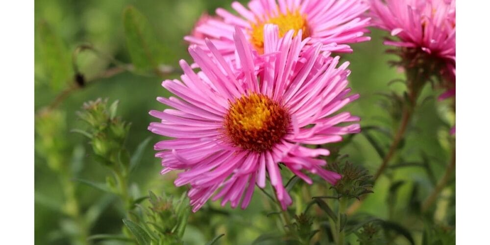 How to Grow Aster