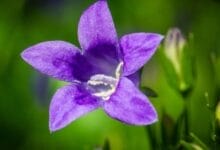 How to Grow Bluebells