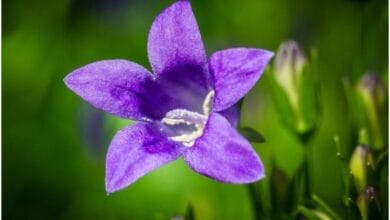 How to Grow Bluebells