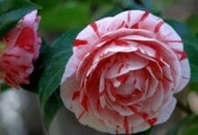 How to Grow Camellia