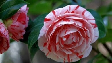 How to Grow Camellia
