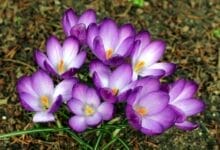 How to Grow Cobra Saffron