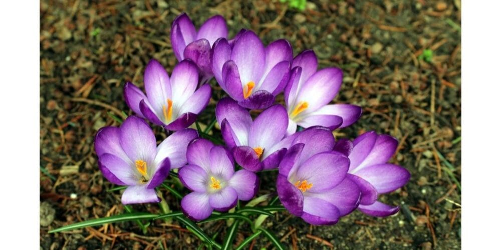 How to Grow Cobra Saffron