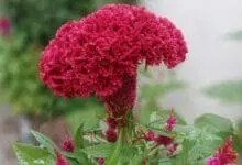 How to Grow Cockscomb
