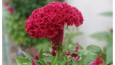 How to Grow Cockscomb
