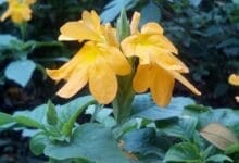 How to Grow Crossandra