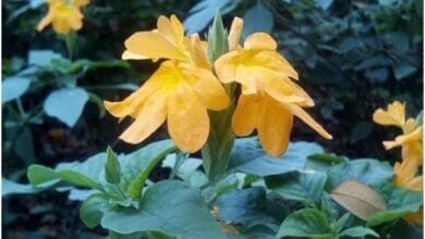 How to Grow Crossandra