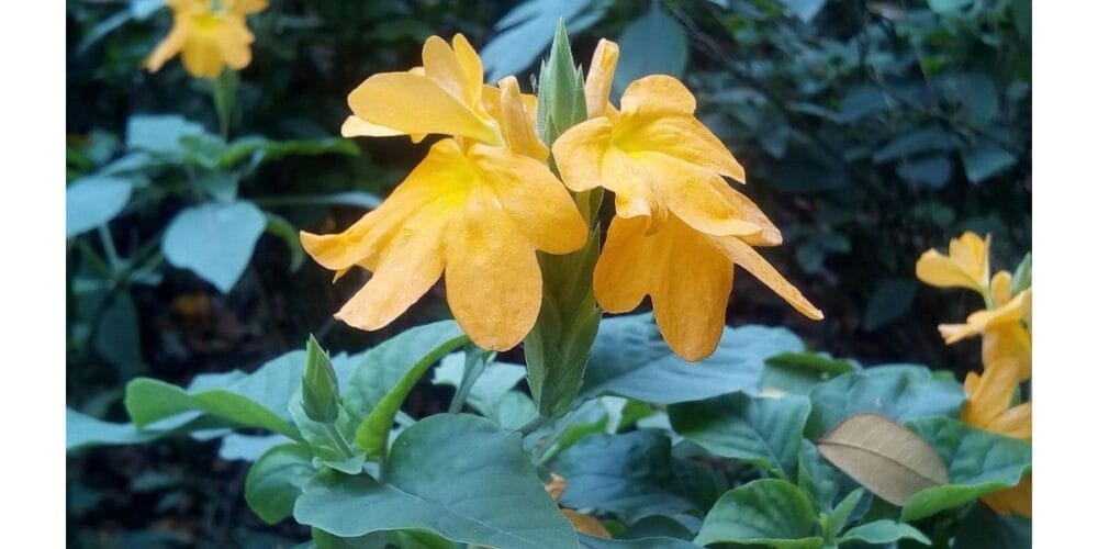 How to Grow Crossandra