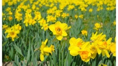 How to Grow Daffodils