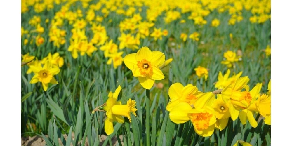 How to Grow Daffodils
