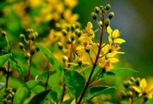 How to Grow Golden Shower Tree (Cassia fistula)