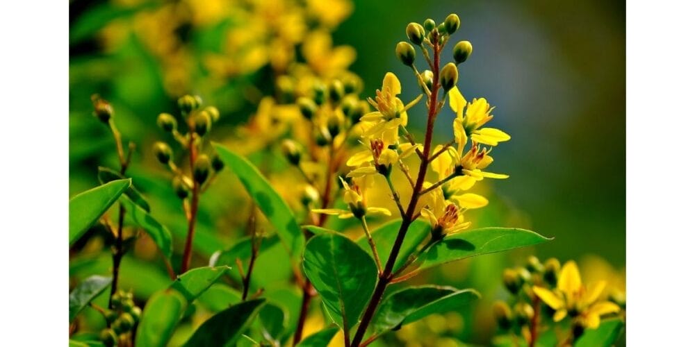 How to Grow Golden Shower Tree (Cassia fistula)