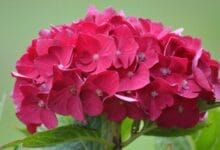 How to Grow Hydrangea