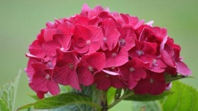 How to Grow Hydrangea