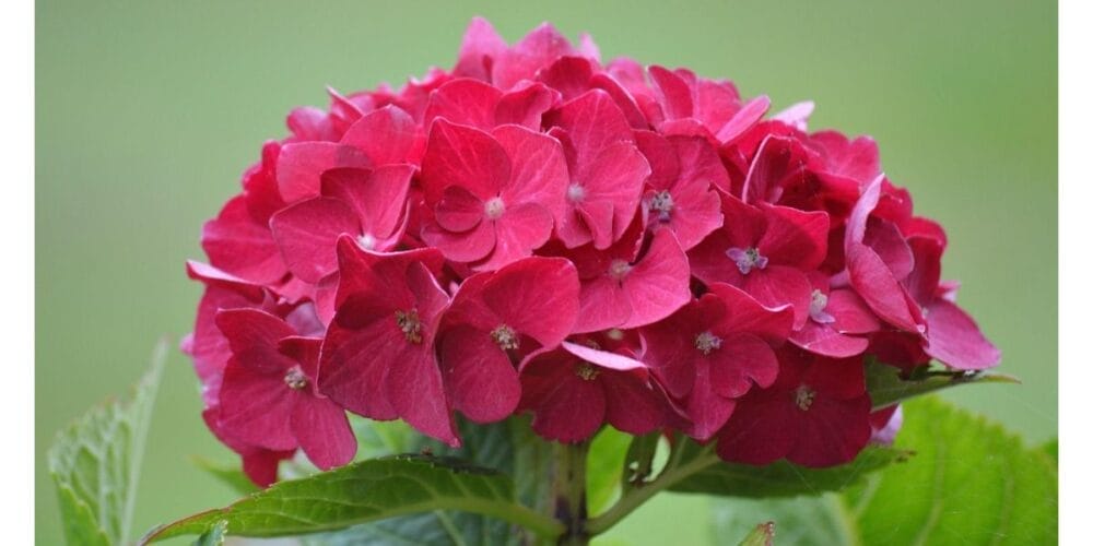 How to Grow Hydrangea