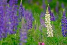 How to Grow Lupine