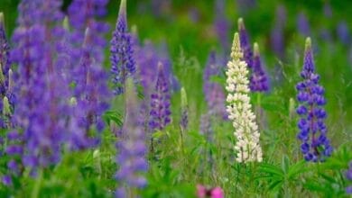 How to Grow Lupine