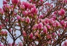 How to Grow Magnolia