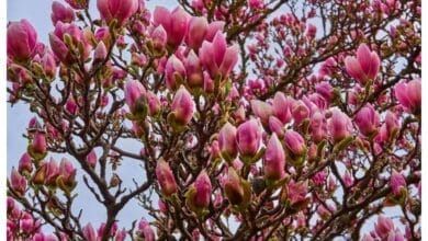 How to Grow Magnolia