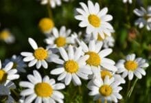 How to Grow Mule Flower