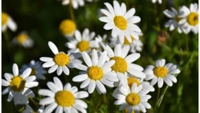 How to Grow Mule Flower