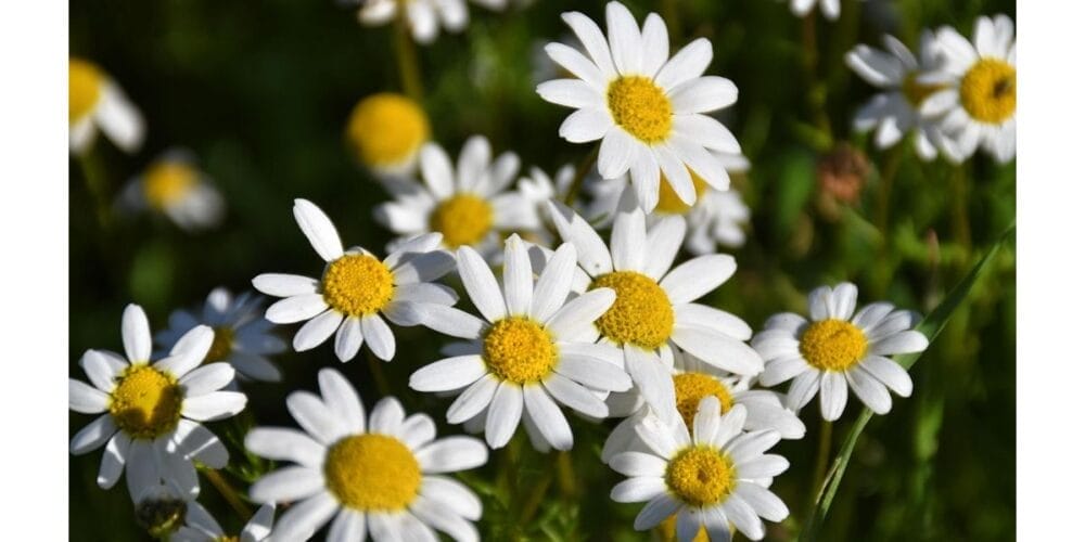 How to Grow Mule Flower