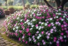 How to Grow Periwinkle (Sadabahar)