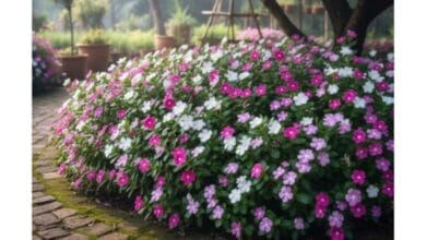 How to Grow Periwinkle (Sadabahar)