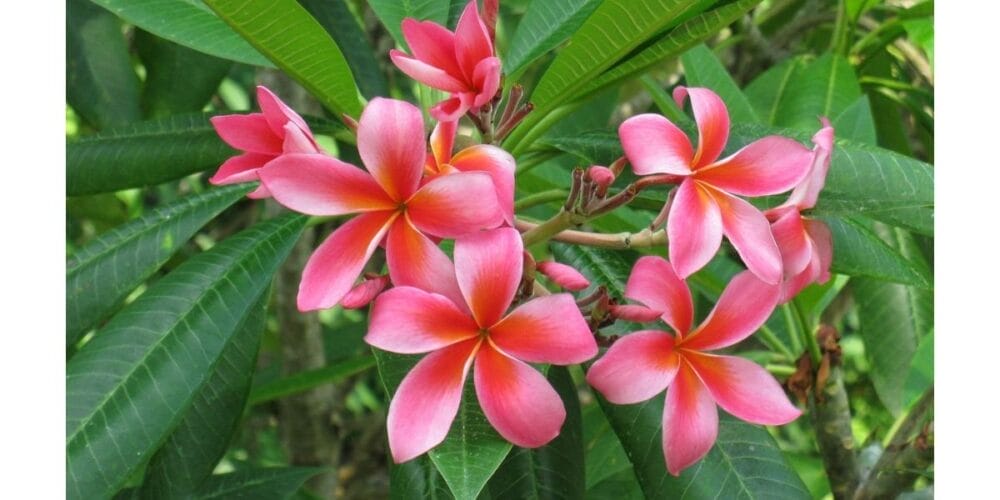 How to Grow Plumeria (Frangipani)