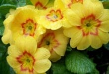 How to Grow Primrose