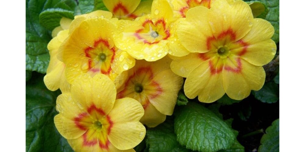 How to Grow Primrose