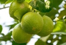 How to Prune a Lime Tree