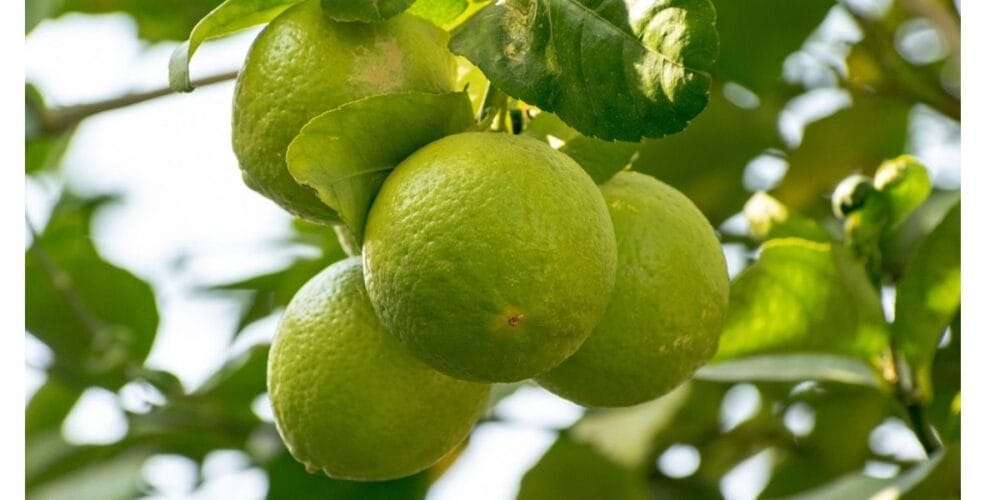 How to Prune a Lime Tree