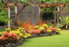 tropical plants varieties