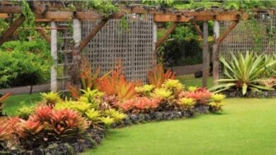 tropical plants varieties