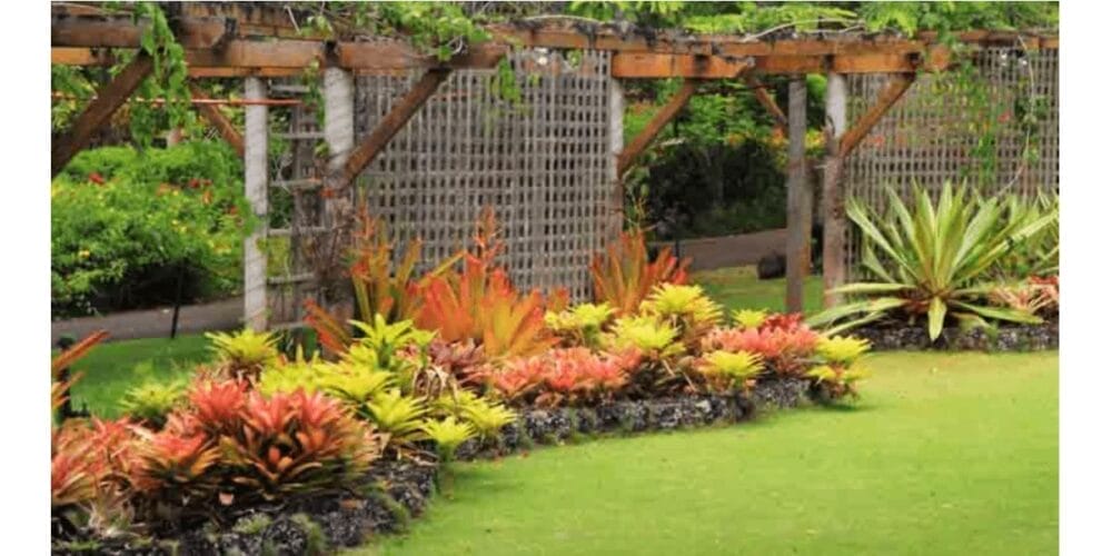 tropical plants varieties